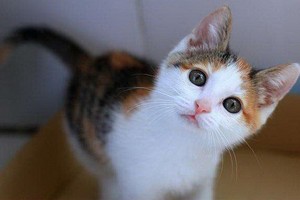 （示意圖源：互聯網）