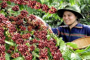 大勒咖啡進入收穫季節，村民採摘咖啡豆。（圖源：互聯網）