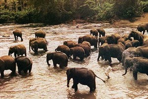 泰國北柳府的一片森林裏，發生了一起80多頭野象狂奔事件，瞬間摧毀了林區附近的3個工棚，導致3人死亡。（圖源：互聯網）