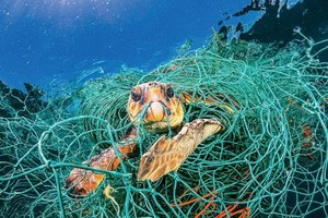 人為垃圾影響到海洋生態環境。