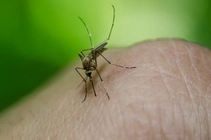 白線斑蚊是傳播登革熱的病媒蚊。（圖源：互聯網）