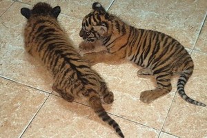 非法運送被查獲的兩隻珍稀老虎幼崽。（圖源：慶程）