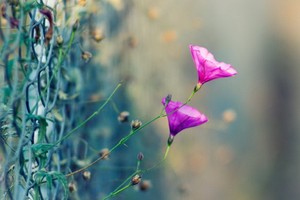 （示意圖源：互聯網）