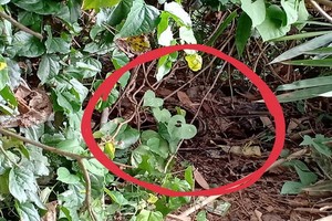 樹叢中（畫紅圈）為無頭屍體被發現的位置。（圖源：N.N）