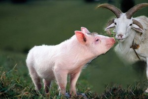 （示意圖源：互聯網）