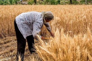 （示意圖源：互聯網）