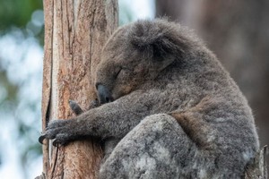 澳林火或致 2000 隻考拉被燒死。（示意圖源：互聯網）