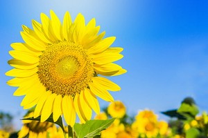 （示意圖源：互聯網）