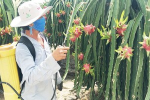 火龍果是北部各省消費者喜愛的水果之一。