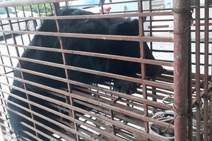 職能力量查獲一頭重量約140公斤的亞洲黑熊被困在鐵籠內。（圖源：德雄）