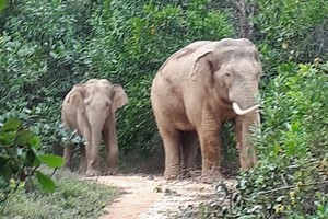 經常出現在同奈省定館縣青山鄉5號村的兩頭野象。（圖源：文俊）