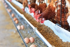 山河有限責任公司的飼養場。