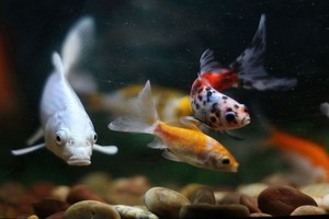 （示意圖源：互聯網）