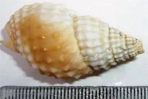 中毒者所使用的海螺。（圖源：民生）