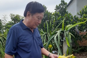 黃文卿技術 員檢查金龍 果的生長過 程。