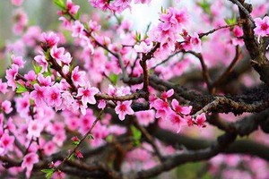 （示意圖源：互聯網）