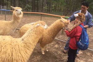 可愛又溫順的羊駝。