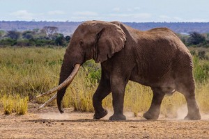 圖為2016年拍攝的“蒂姆”資料圖。（圖源：AFP）