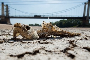 當地時間2019年7月24日，法國西部Montjean-sur-Loire，由於夏季熱浪侵襲，盧瓦爾河水位持續下降，河床乾涸龜裂。（圖源：AFP）