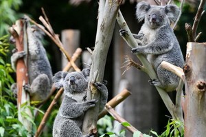 澳洲考拉面臨生存危機。（圖源：互聯網）