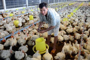 雞隻價格創 10 年新低。圖為某一工業雞飼養場。（圖源：互聯網）