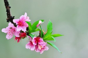 （示意圖源：互聯網）