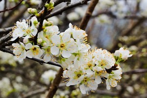 （示意圖源：互聯網） 