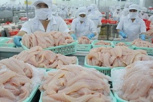 圖為查魚片加工。（圖源：垂楊）