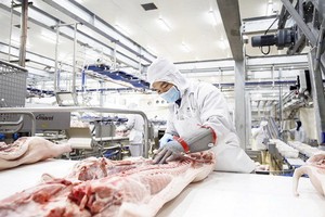 Masan MEATLife股份公司在隆安省投建安全豬肉加工組合，加強為南部市場服務。