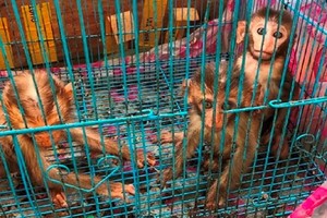 （示意圖源：互聯網）