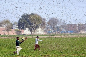 蝗災導致農作物受損。（圖源：新華社）