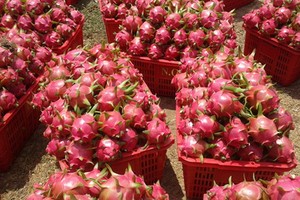 目前火龍果售價劇增，每公斤介於1萬3000元至1萬6000元。（圖源：互聯網）