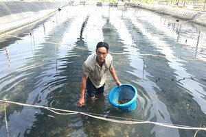 象牙鳳螺養殖業為芹耶縣農民增加收入。