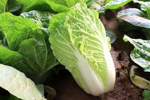 （示意圖源：互聯網）