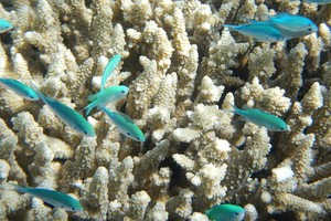 勘查「白色」大堡礁 科學家：一場心碎之旅。（圖源：互聯網）