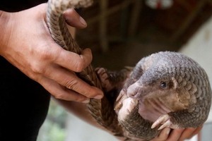 在過去20年中，近90萬隻瀕危動物穿山甲在全球範圍被非法販運。（圖源：路透社）