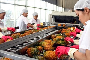 菠蘿初加工工序。