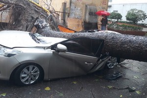 汽車遭連根拔起的大樹壓扁現場。（圖源：互聯網）