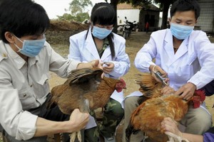 獸醫人員給家禽施打禽流感疫苗。（圖源：互聯網）