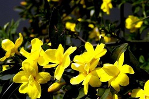 （示意圖源：互聯網）