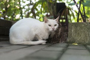 （示意圖源：互聯網）