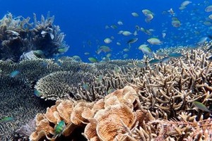 大堡礁珊瑚白化的問題日益嚴重。（圖源：互聯網）