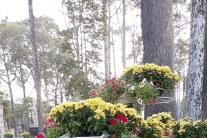 第五郡在郡行政區前的路段擺設了多個花架，架上放置多種開得燦爛的鮮花盆。