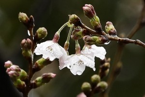 日本14日下午氣象廳宣佈東京櫻花開了，創觀測史上最早開花紀錄。（圖源：共同社）