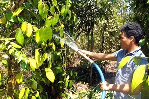 平福省蒲登縣統一鄉的一名農夫引導山泉水來灌溉胡椒樹。（圖源：黃北）