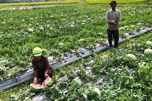 廣義省山靜縣靜協鄉春和村的西瓜田已到收穫期卻未見商家來商談訂購。