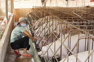 圖為同奈省一家小型養豬場。（圖源：同奈報）