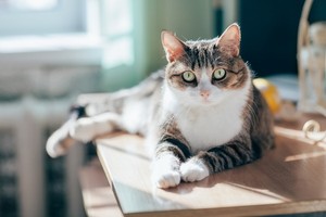 （示意圖源：互聯網）