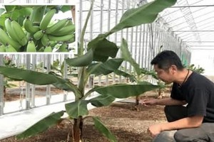 釧路市成功在嚴寒天氣下種出特色香蕉。（圖源：互聯網）
