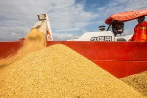 聯合國糧食及農業組織說，新冠肺炎疫情在全球蔓延致使勞動力短缺和供應鏈中斷，可能影響一些國家和地區糧食安全。（示意圖源：互聯網）